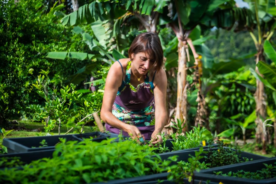 Émeline cueille les aromates dans les carrés de culture de son jardin de Goyave